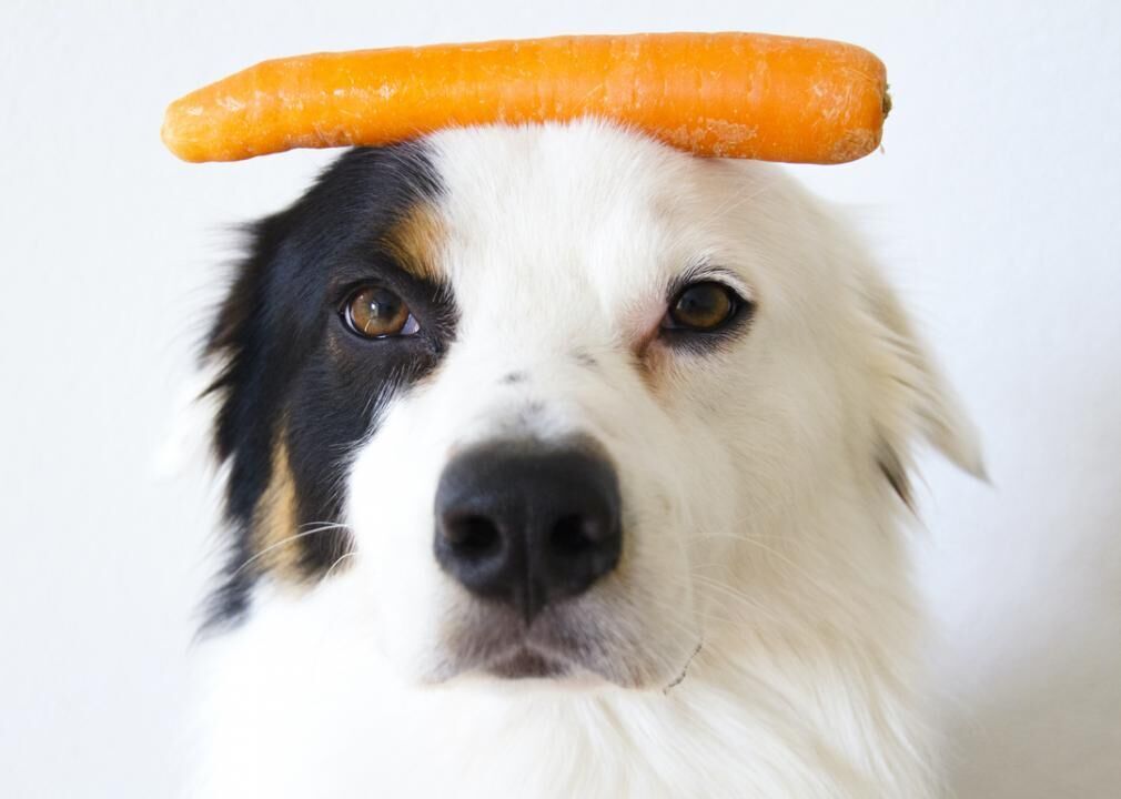 What to look for when buying dog food